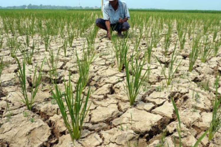 Waspada Kemarau 2026, BMKG Ungkap Potensi Bahaya El Nino Mulai Kekeringan Ekstrem hingga Kebakaran Hutan