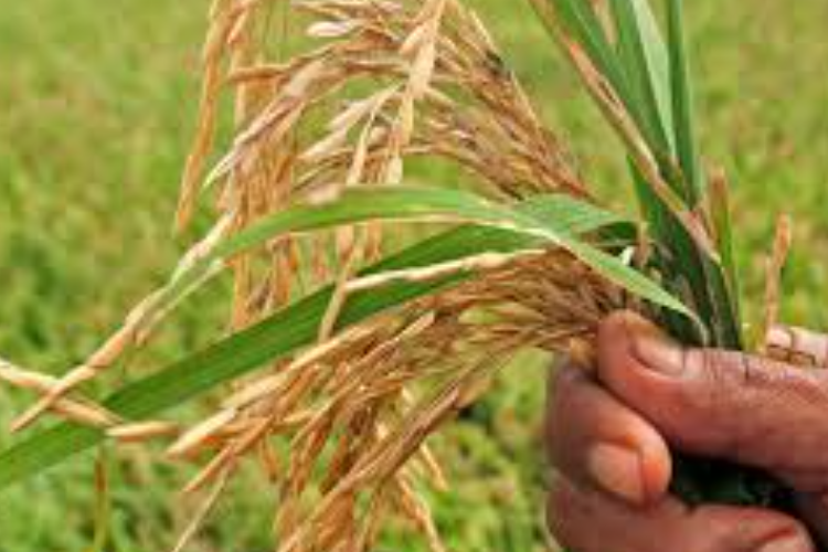 Berikut Bukan Termasuk Ciri-Ciri Tanaman Pangan yaitu? Begini Jawabannya