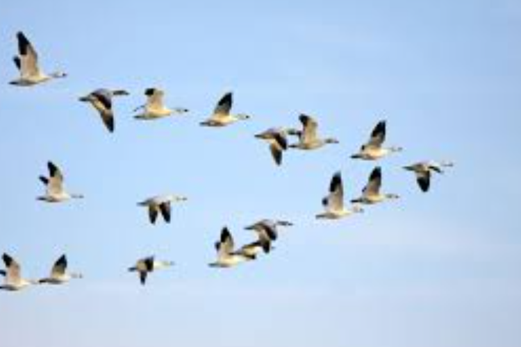 Kenalan! 7 Spesies Burung Tangguh dengan Migrasi Puluhan Ribu Kilometer