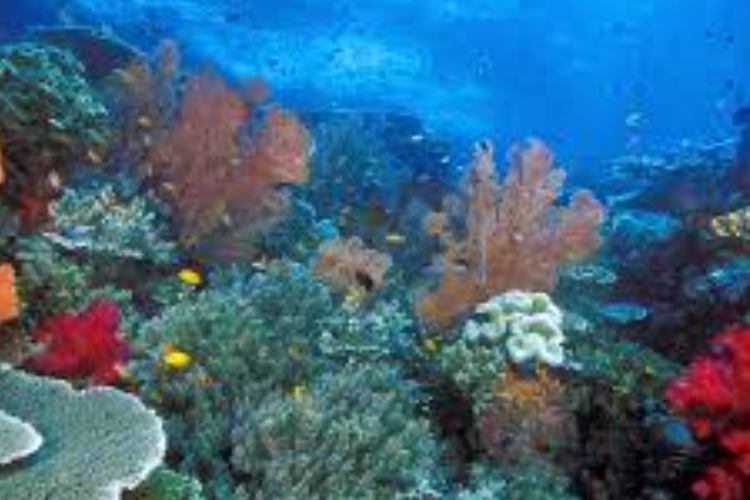 Yang Bukan Termasuk Kekayaan Sumber Daya Laut Adalah? Berikut Penjelasannya