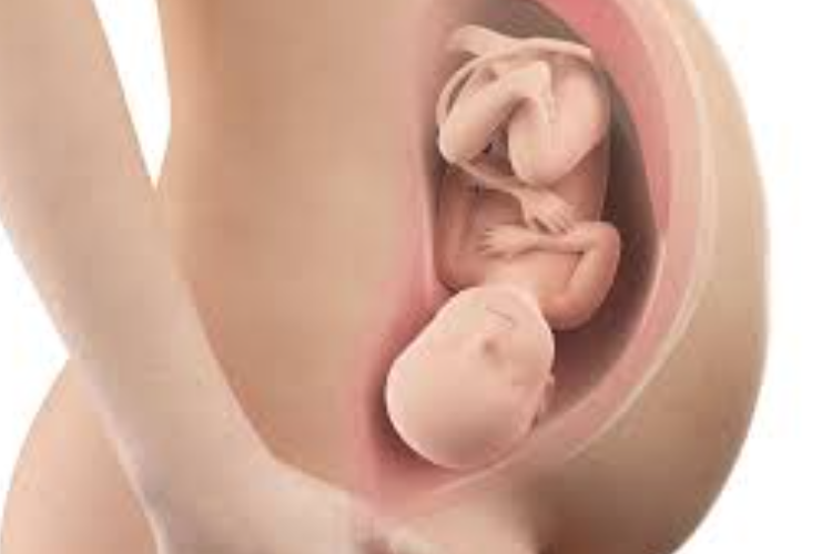 Janin yang Ada dalam Rahim Ibu Mendapatkan Makanan dari? Berikut Penjelasannya!