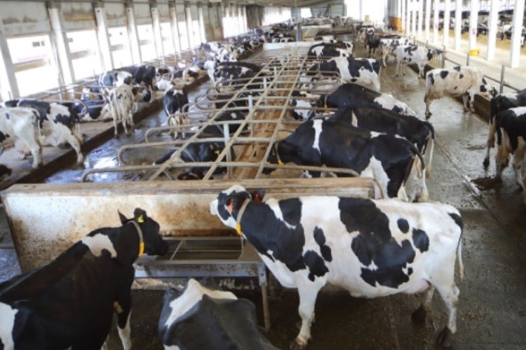 Greenfields Siapkan Farm Baru di Blitar Dorong Ekonomi Daerah dan Perluas Kemitraan Peternak Lokal