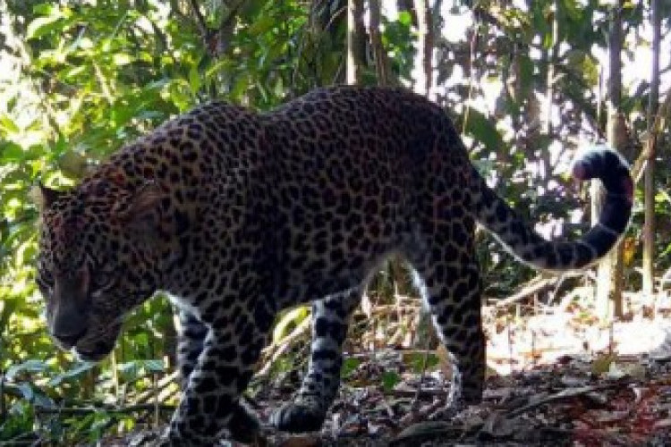 Heboh Macan di Cangar, Pengelola Imbau Warga Tak Panik Soal Isu Penampakan Macan di Hutan Cangar