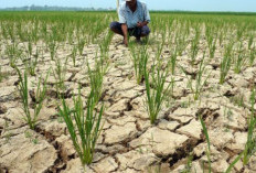 Waspada Kemarau 2026, BMKG Ungkap Potensi Bahaya El Nino Mulai Kekeringan Ekstrem hingga Kebakaran Hutan