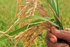 Berikut Bukan Termasuk Ciri-Ciri Tanaman Pangan yaitu? Begini Jawabannya