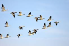 Kenalan! 7 Spesies Burung Tangguh dengan Migrasi Puluhan Ribu Kilometer