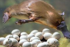 Pada Hewan yang Bertelur Embrio Mendapatkan Makanan dari?