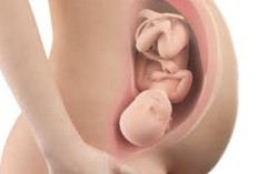 Janin yang Ada dalam Rahim Ibu Mendapatkan Makanan dari? Berikut Penjelasannya!