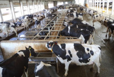 Greenfields Siapkan Farm Baru di Blitar Dorong Ekonomi Daerah dan Perluas Kemitraan Peternak Lokal