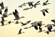 Alasan Burung Migrasi Tiap Tahun Adalah? Simak Penjelasan Lengkapnya Disini!