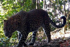 Heboh Macan di Cangar, Pengelola Imbau Warga Tak Panik Soal Isu Penampakan Macan di Hutan Cangar